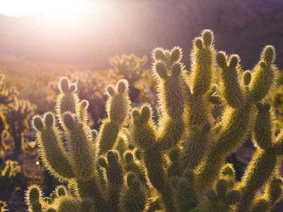 An Unexpected visitors at vinicius presser